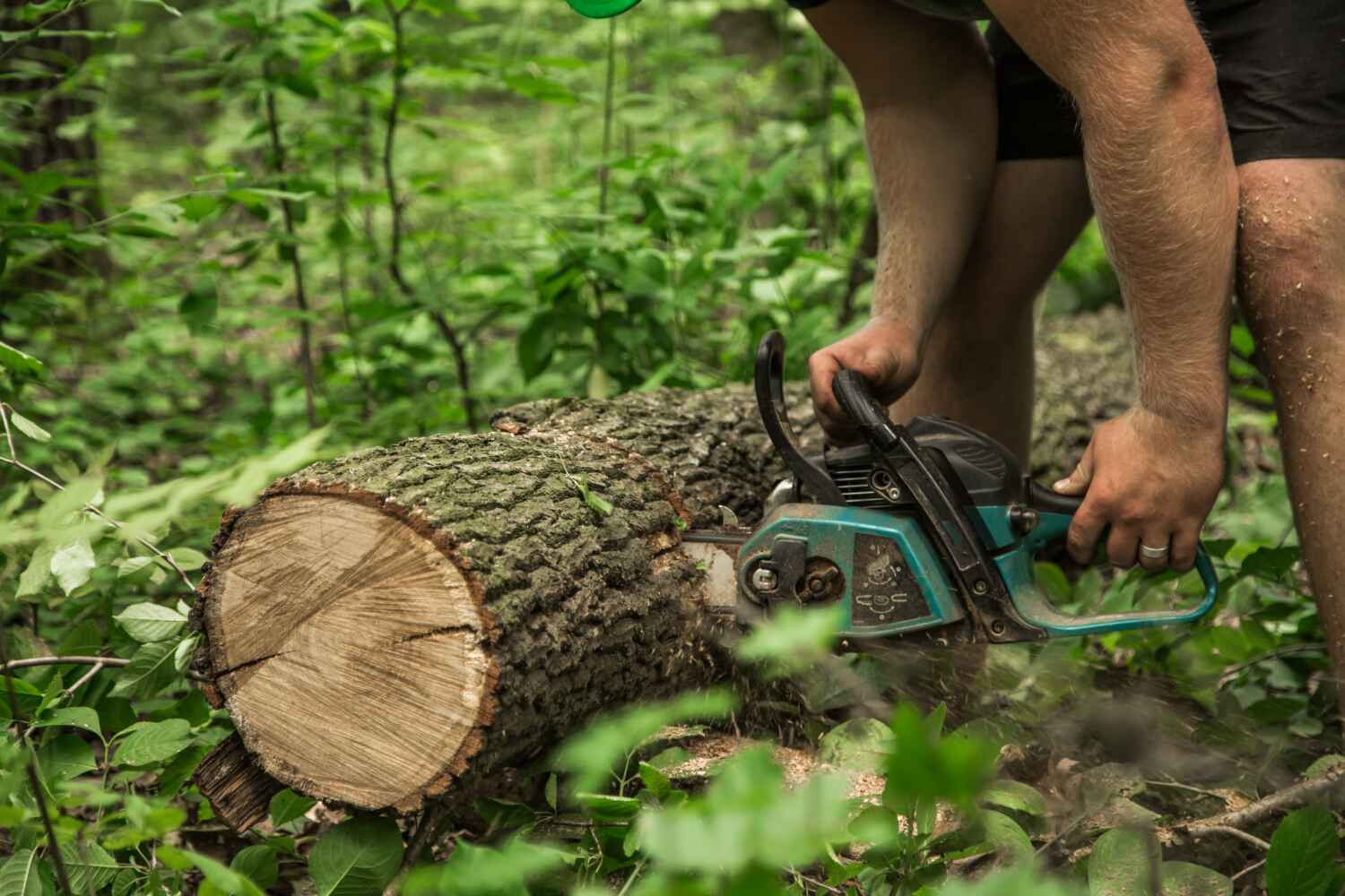 Reliable Lake Ripley, WI Tree Service Solutions